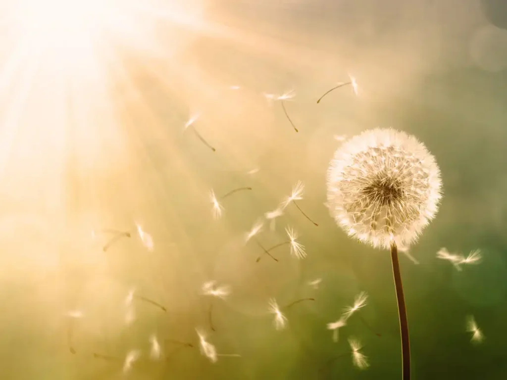 Pusteblume im Sonnenschein von Thaut Images