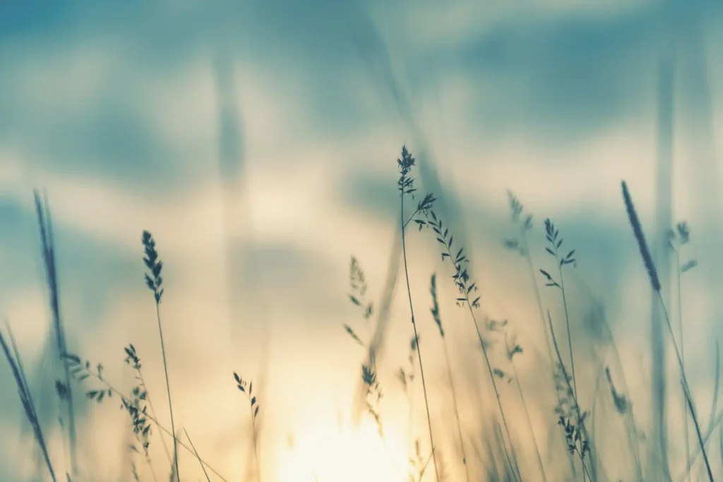 Wiese im Sonnenschein von smallredgirl