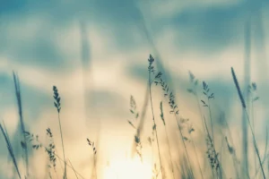 Wiese im Sonnenschein von smallredgirl