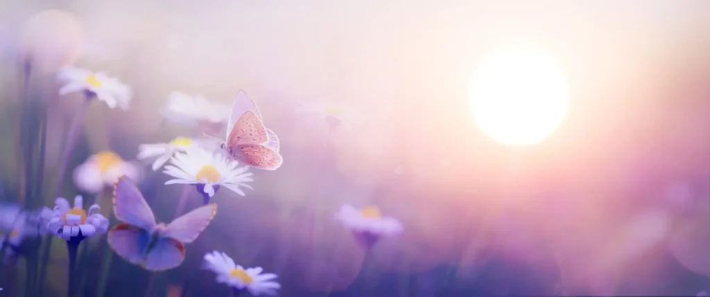Sonnenschein mit Blume und Schmetterling von Konstiantyn in AdobeStock