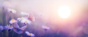 Sonnenschein mit Blume und Schmetterling von Konstiantyn in AdobeStock